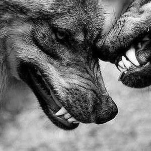 Meet your Posher, Alexander